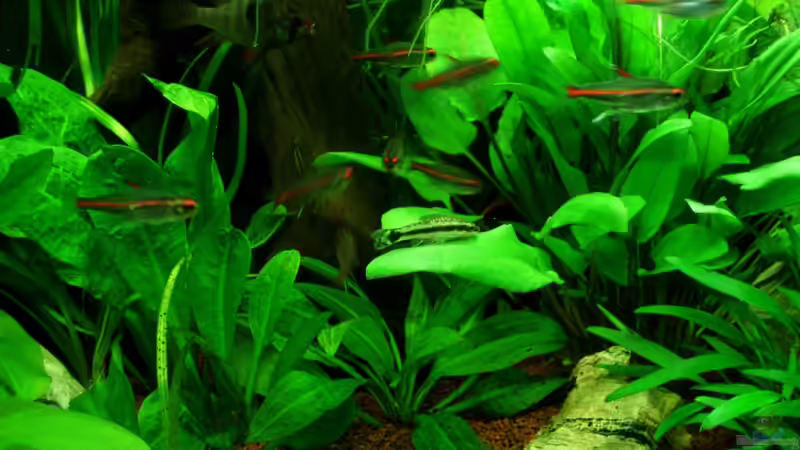 SBBm 07.08.11 von ~Marco~ (44)