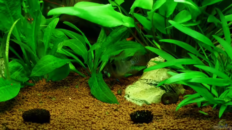 SBBm 07.08.11 von ~Marco~ (46)