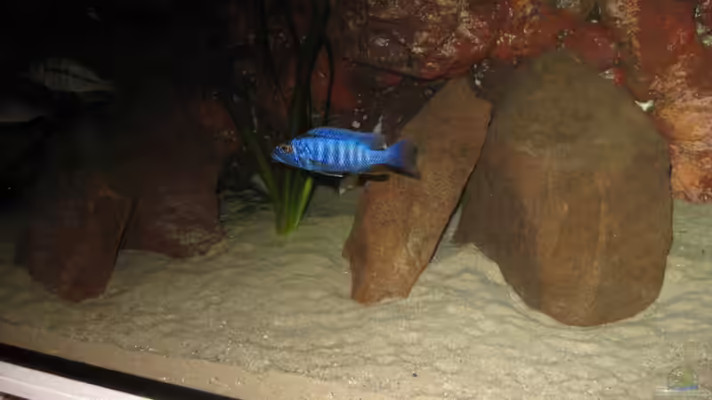 Sc. fryeri Bock von The Duke of woods (36)