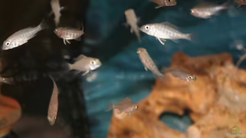 Sc. fryeri iceberg Jungfische; abzugeben für 1,50 ??? pro Fisch von Markus Smak (20)