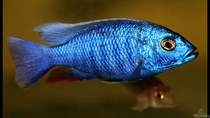 Sc. Fryeri von The Duke of woods (35)