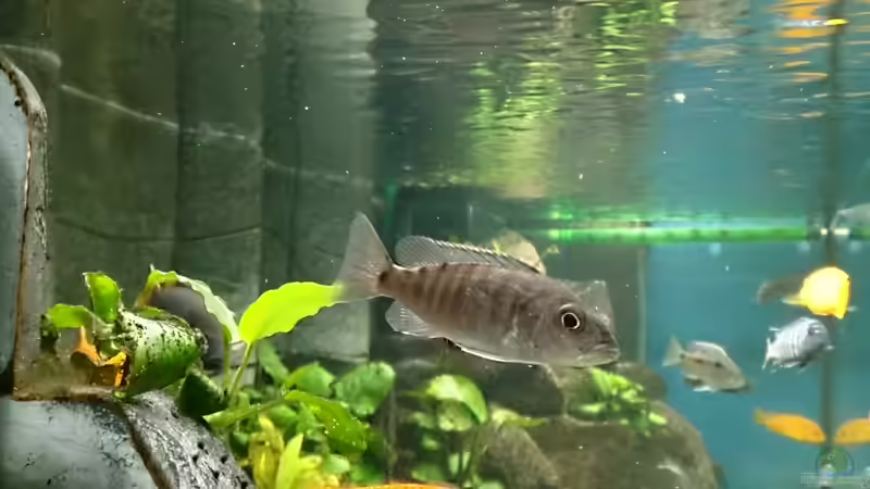 Sc. fryeri Weibchen von Sven 76 (13)