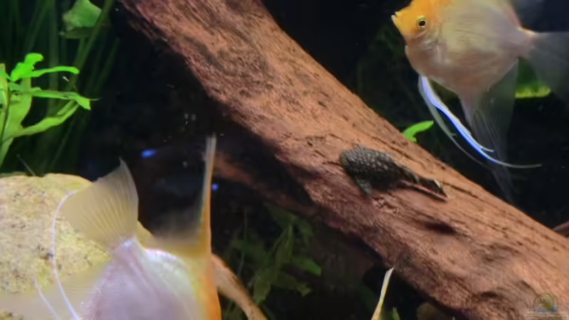 Scalar + Antennenwels von Morten (20)