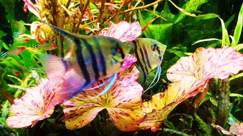 Scalar - Pärchen von Reiner Dr. Med. Jesse (96)