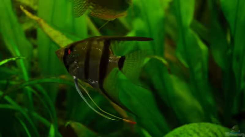 Scalar 1 von Jan Marc (10)