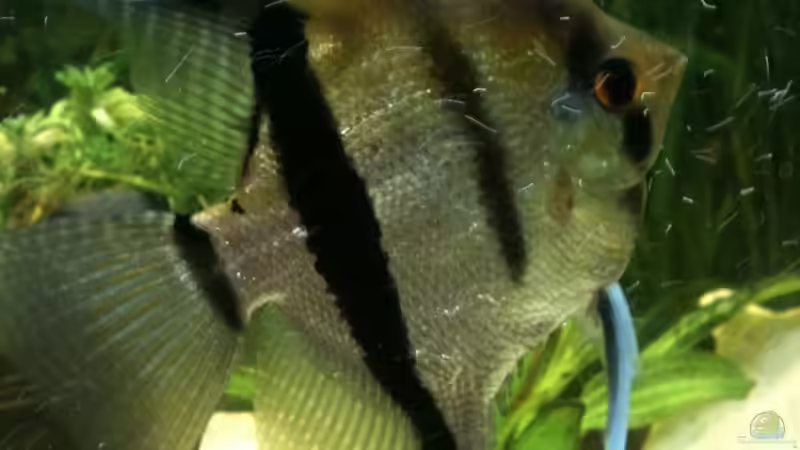 Scalar männchen von Red Belly (8)