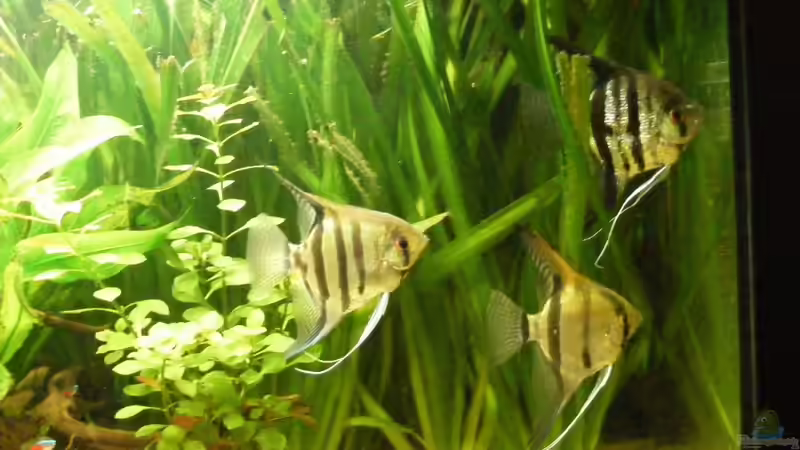 Scalar Paar von Adamov (39)