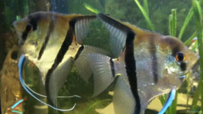 Scalar Paar von Red Belly (6)