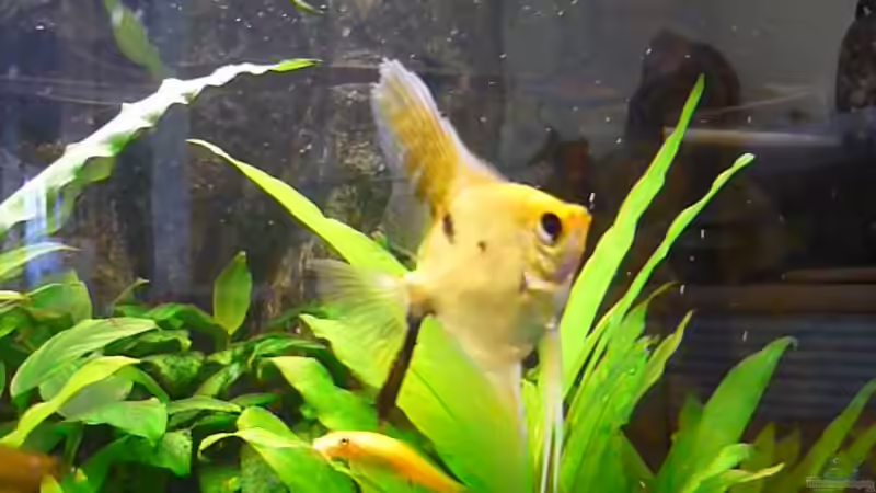 Aquarien mit Algenfresser (Algenfressende Fische oder Wirbellose)