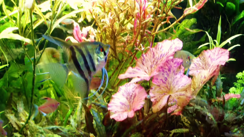 Nymphaea lotus im Aquarium (Einrichtungsbeispiele mit Tigerlotus)