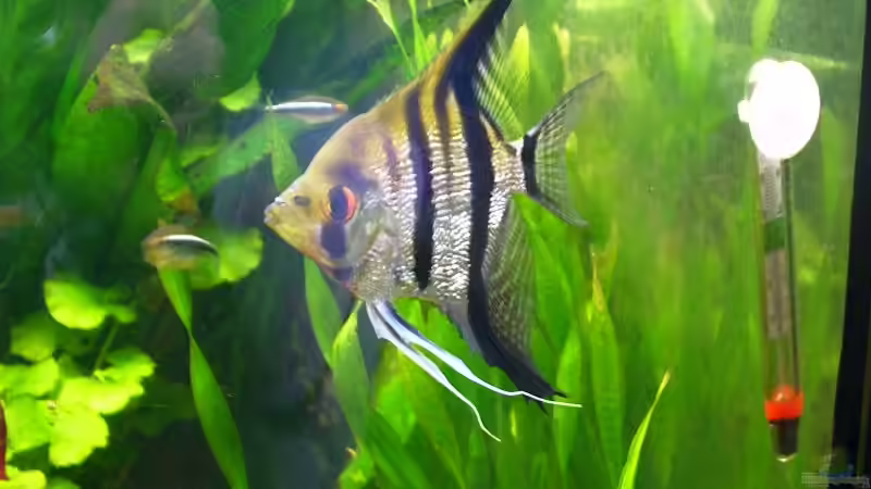 Scalar von Adamov (31)