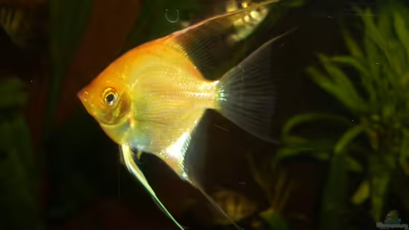 Scalar von bobbyfee (15)