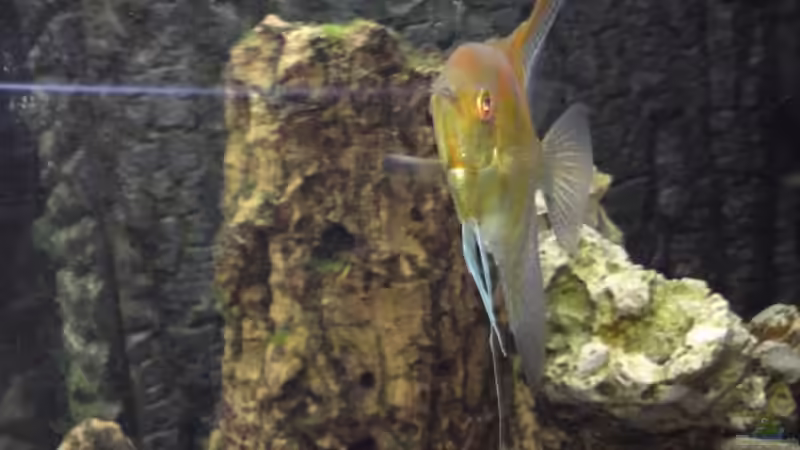 Scalar von Dominik Bögershausen (5)