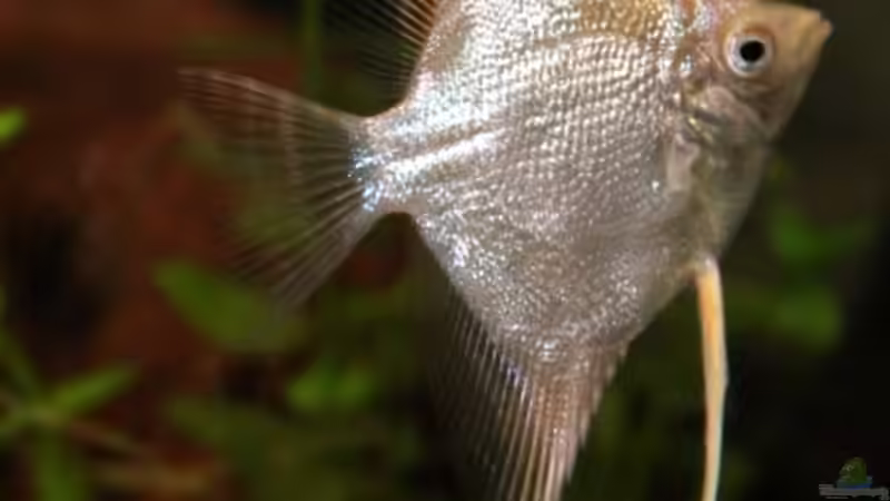 Scalar von Martin Orendi (12)