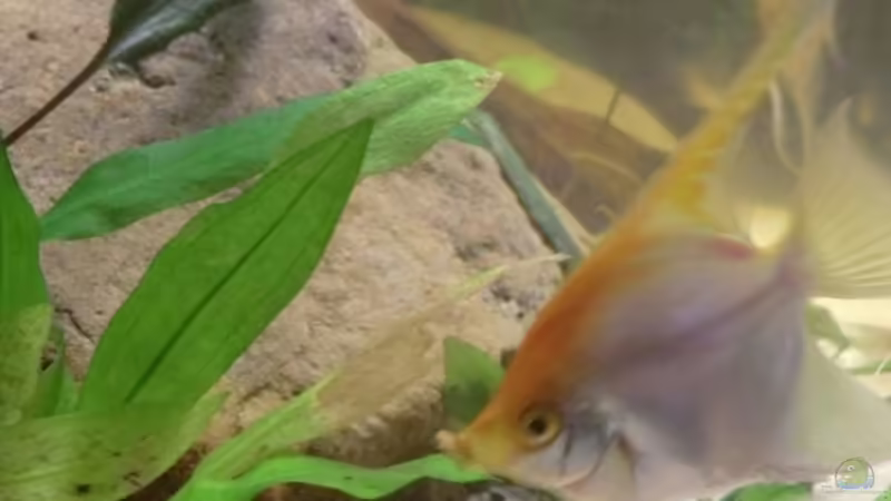 Scalar von Morten (22)