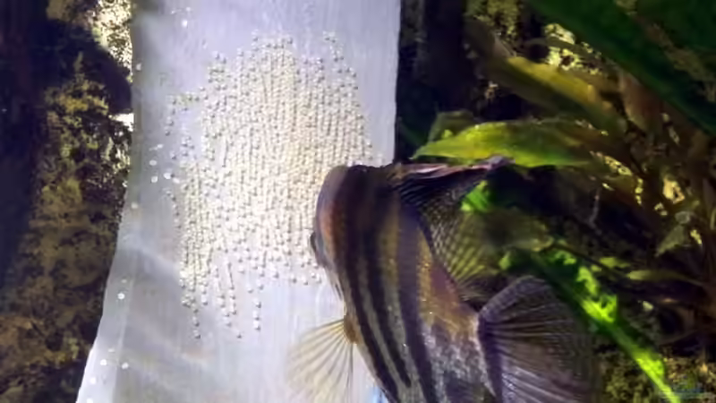 Scalar vor Gelege von Siegfried Wagner (7)