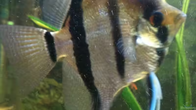 Scalar weibchen von Red Belly (7)