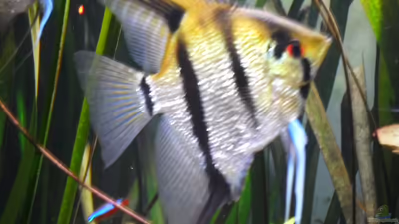 Scalare von Jan Hüsemann (12)