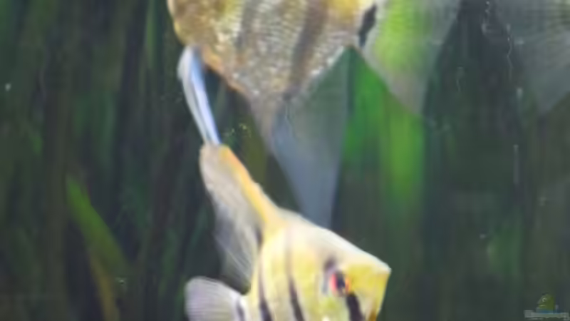 Scalare von Jan Hüsemann (13)