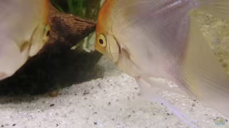 Scalare von Morten (21)