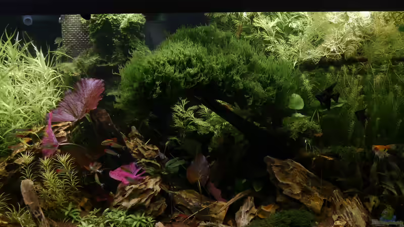 Scalaros-Unterstandzone fals es regnet oder schneit von foxi (26)