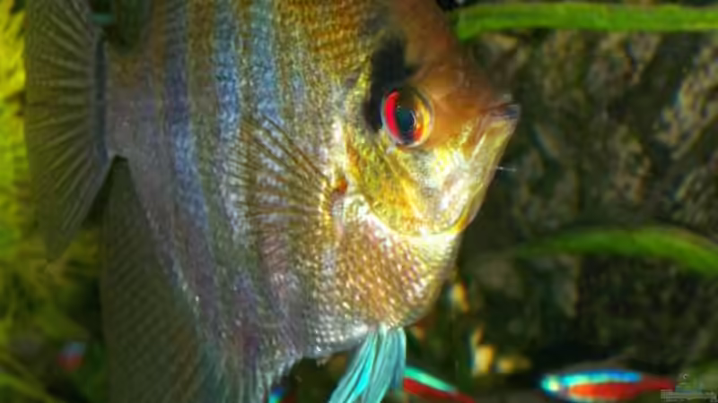 Scalarweibchen ca 15 cm hoch von Siegfried Wagner (6)