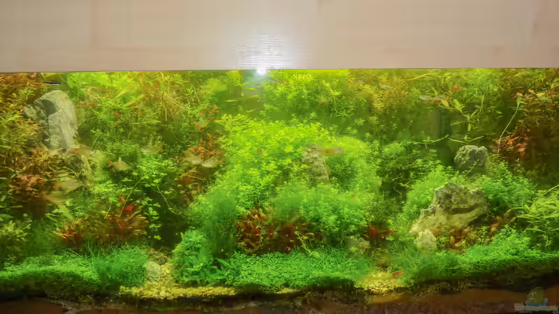 Scape Anfang Juli mit Besatz von rorchi (24)