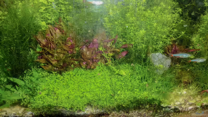 Scape Juli 10 von rorchi (19)