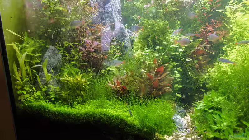 Scape Juli 2 von rorchi (25)