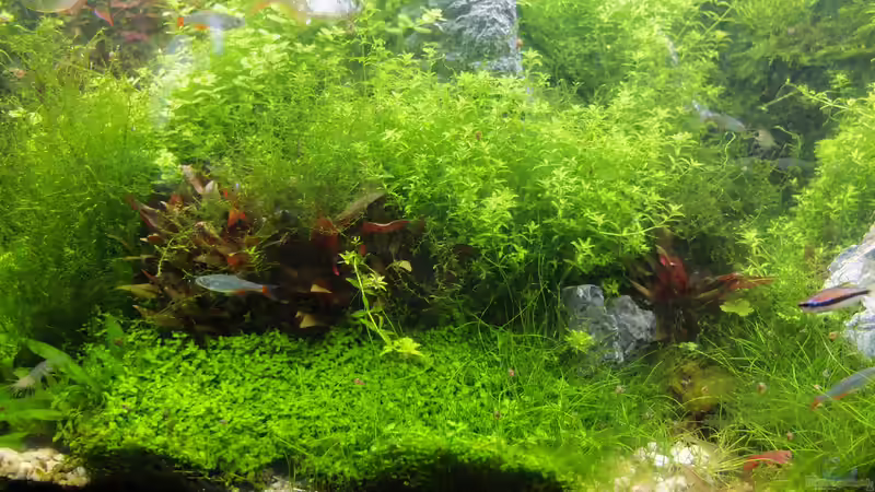 Scape Juli 5 von rorchi (23)