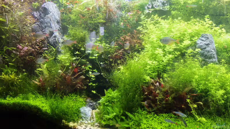 Scape Juli 6 von rorchi (20)