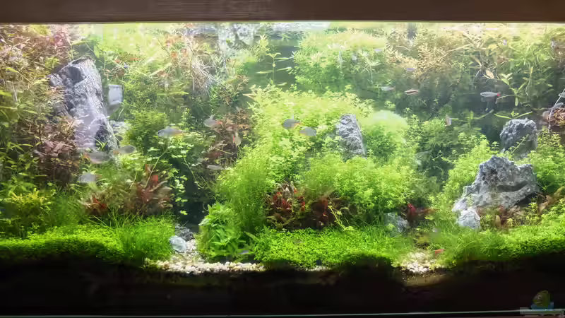 Scape Juli 8 von rorchi (16)