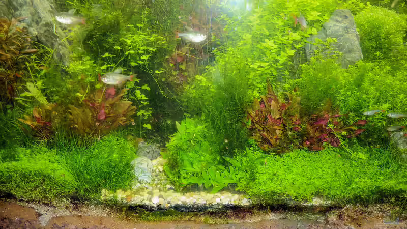 Scape Juli 9 von rorchi (17)