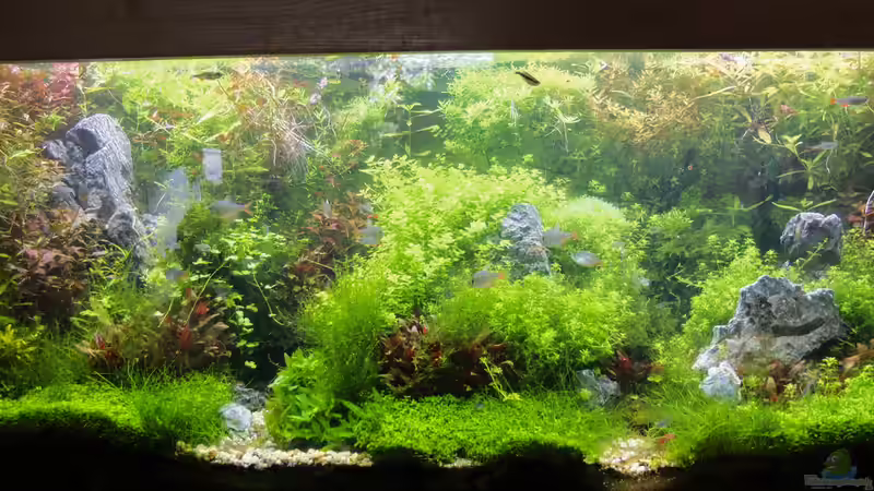 Scape Juli von rorchi (14)