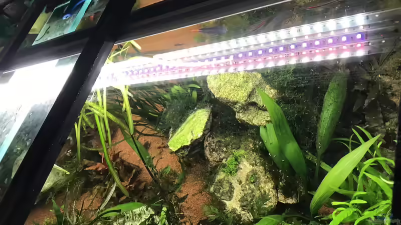 Scapinglight Biotop plus von Acero (33)