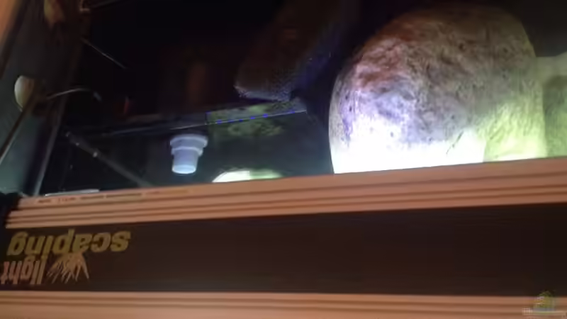 Scapinglights und Innenfilterkammer mit Vorfilter, Heizer und Filterauswurf von Malawihude (8)