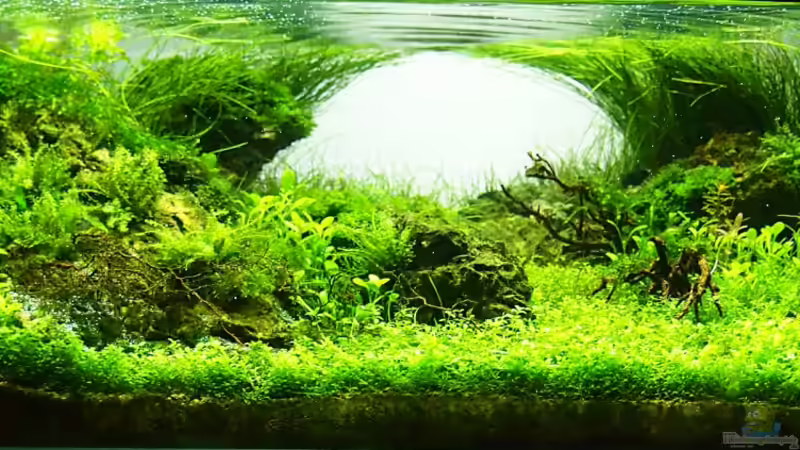 Scarface 16l von Fredo Fuss (1)