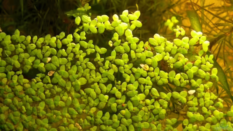 SCH 40 von Lexterpower (6)