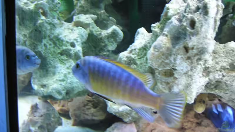 Schabenmaulbrüter von Tiger81 (9)