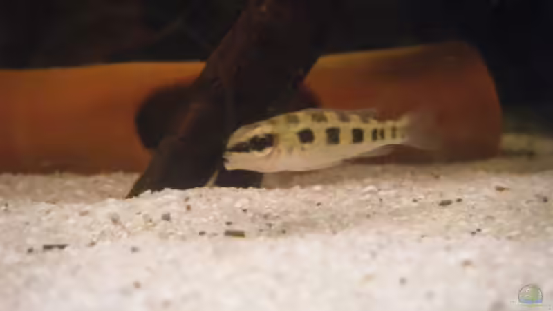 Schachbrett Buntbarsch von Tommy&Hanny (10)