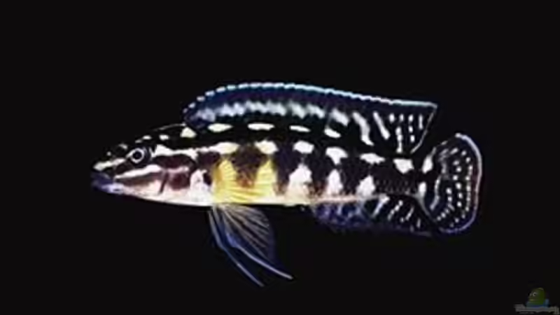 Schachbrett-Schlankcichlide von Haens84 (33)