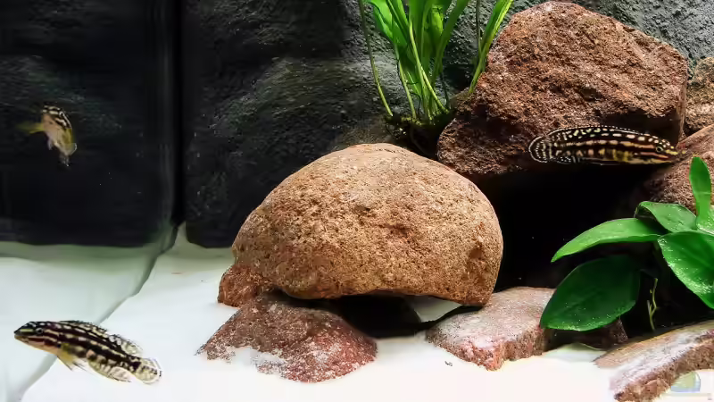 Schachbrett Schlankcichlide von Tanganjika_160_Liter (10)