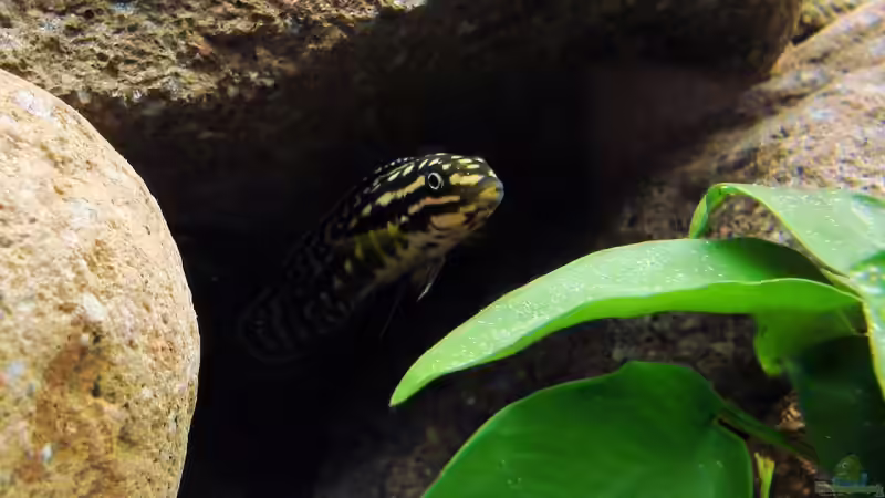 Schachbrett Schlankcichlide von Tanganjika_160_Liter (8)