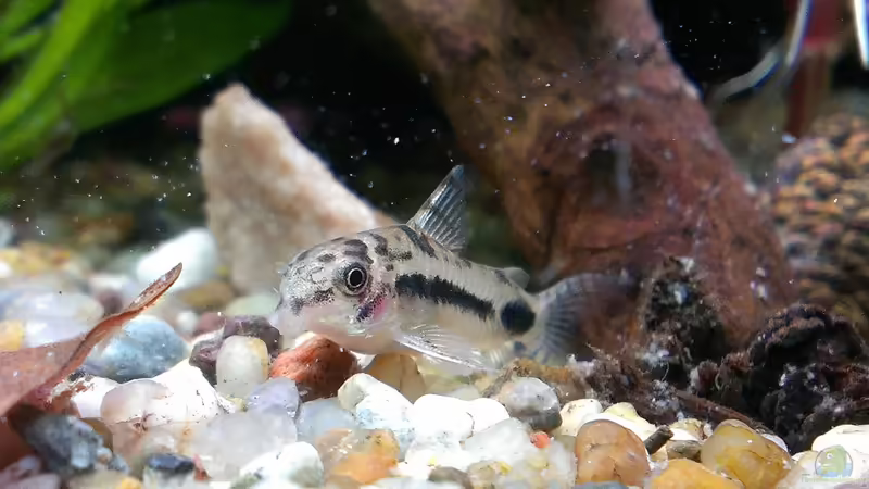 Schachbrett Zwergpanzerwels / Corydoras habrosus von bocap (30)