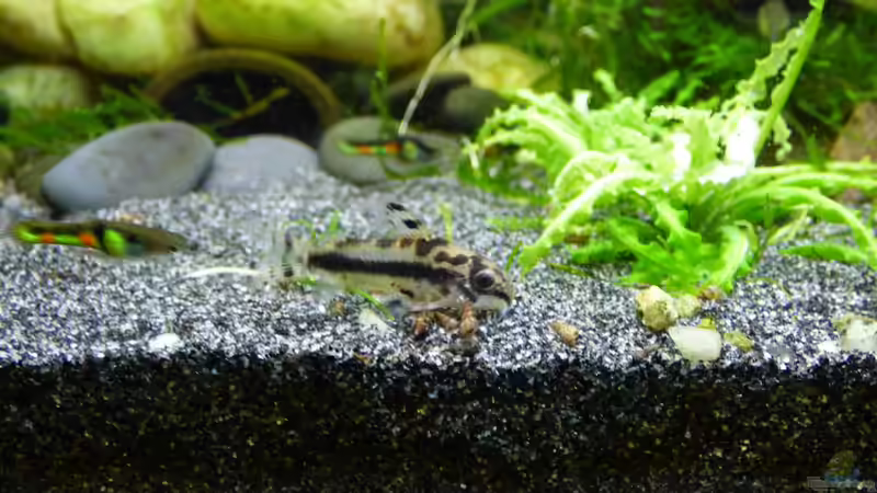 Schachbrett-Zwergpanzerwels (Corydoras Habrosus) mit Endlerguppy ´El Tigre´ (Poecilia wingei) im Hintergrund von Stephy (24)
