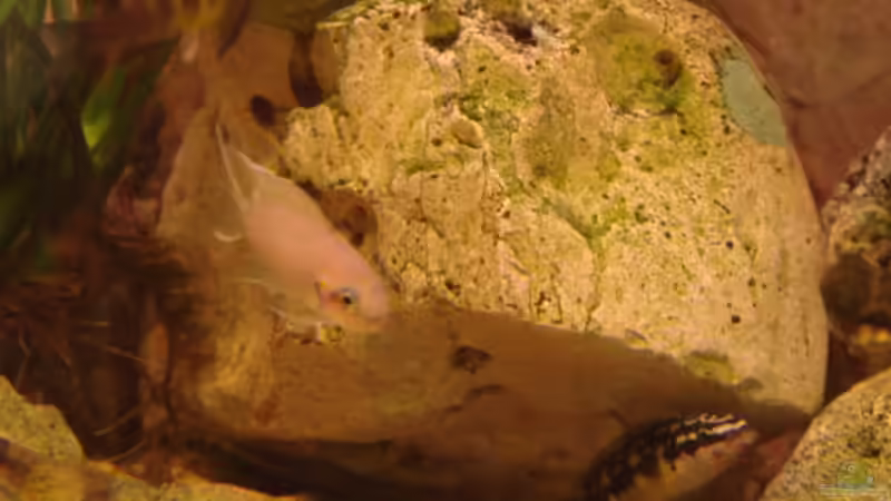 Schachbrettbuntbarsch von Zorni (19)