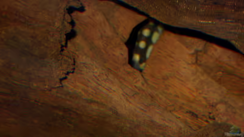 Schachbrettschmerle in der Wurzel von Susanne Schmohl (32)