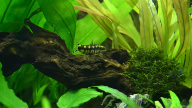 Schachbrettschmerle von Daniela (22)