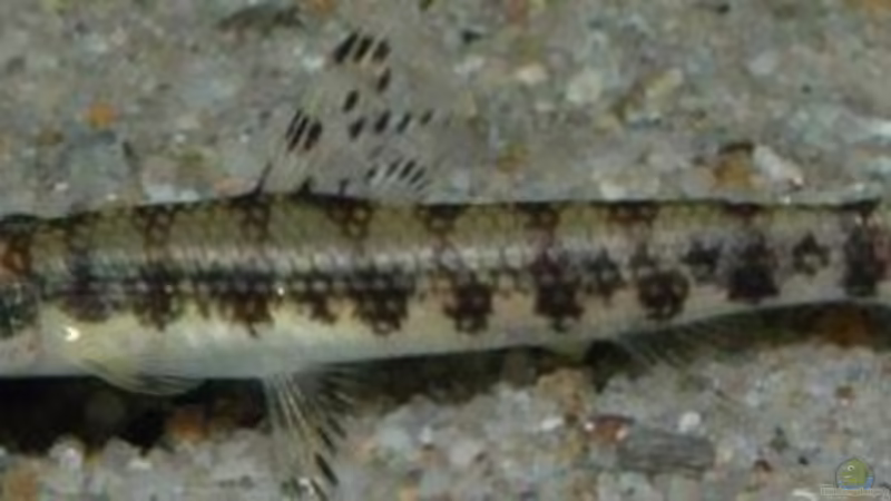 Schachbrettschmerle von Gaspode (22)