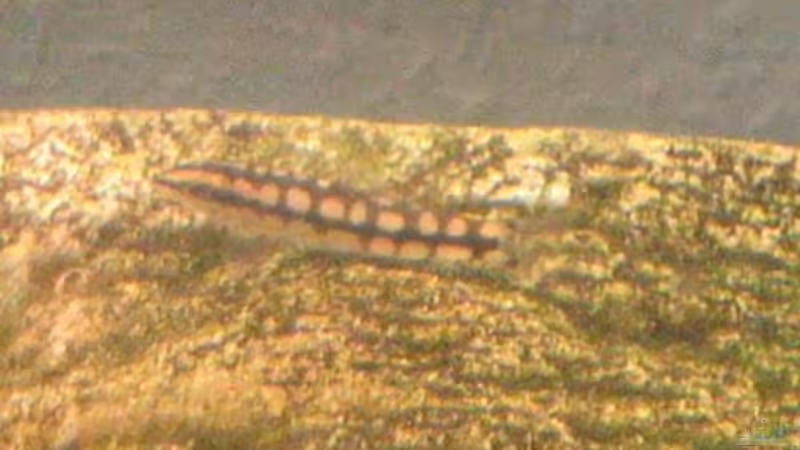 Schachbrettschmerle von Gaspode (25)